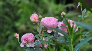 Розы в южном саду 2020