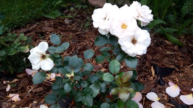 Розы - первогодки: Аспирин, Принцесса Анна, Керио , Мери Роуз. смотреть онлайн