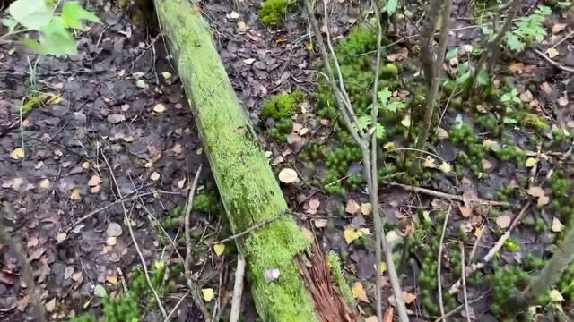 Алиса - лиса. Договорились с Белым смотреть онлайн