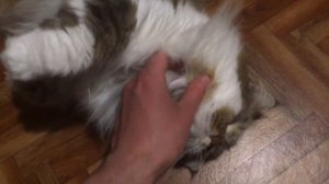 Сибирский кот Потап. Когда кот как собака