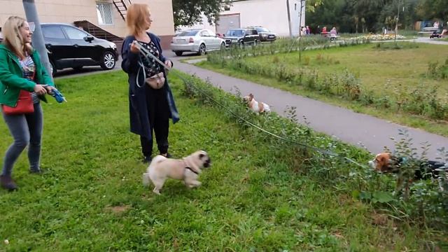 Французский бульдог Варя: веселый вечер на троих! смотреть онлайн