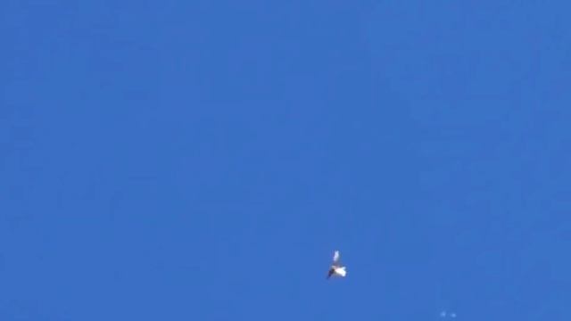 Сокол Сапсан поймал-1 голубь. Falcon Peregrine Falcon caught-1 pigeon смотреть онлайн