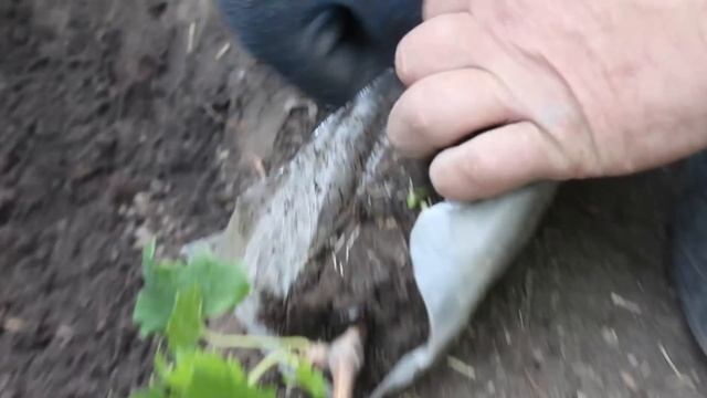 Технология посадки винограда и подготовка почвы смотреть онлайн