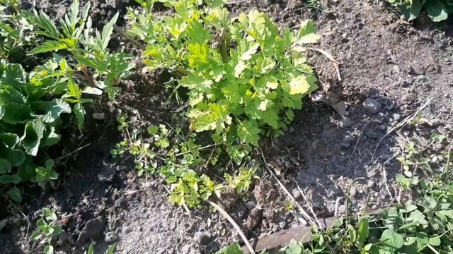 Драники с мясом!?Закончила клумбу!?/Что нового на участке?! смотреть онлайн