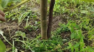 Осторожно! Павловния из семян!