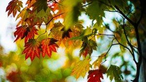 Осень,она не спросит...