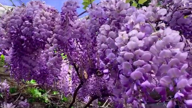 Глициния Wisteria Georgia смотреть онлайн