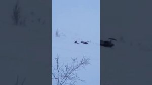 Водитель ты живой Snowmobile crash