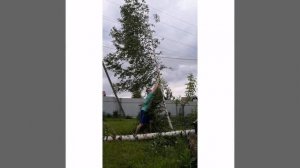 Быстрый способ убрать дерево с участка!