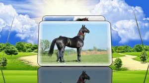 Самые красивые породы лошадей!  Красавчики...