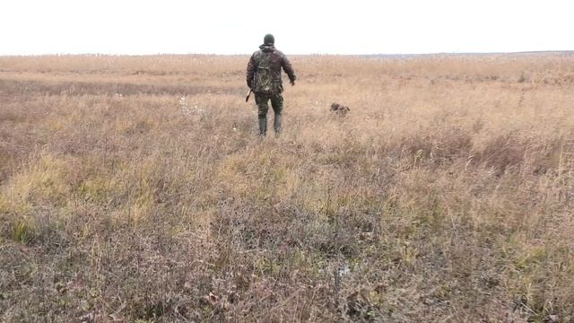 Espanyol Breton/ Epagueul Breton/Бретонский эпаньоль/Teaser #breton #huntingdogs #охотничьисобаки