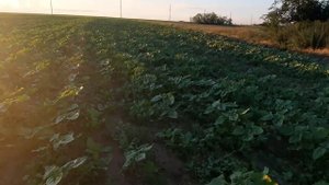 Внесення Геліантексу на соняшник СИ Ласкала 14.06.2021