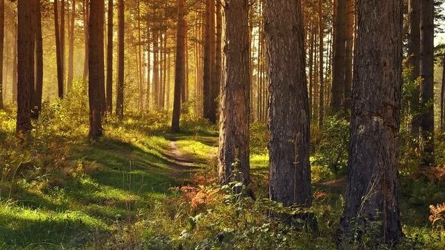Расслабляющая музыка, Музыка для творчества, Музыка для вдохновения, Music For Creativity