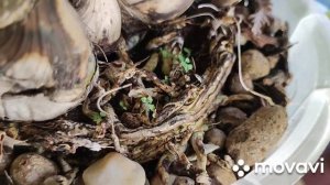 КАК ДОБИТЬСЯ ЦВЕТЕНИЯ ЦИМБИДИУМА.