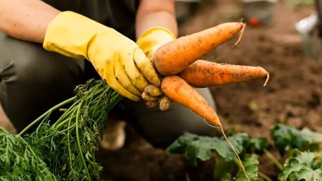 Когда убирать морковь и свеклу - Самые благоприятные дни августа и сентября! смотреть онлайн