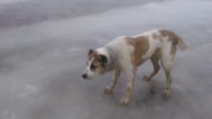 собака лает на колесо