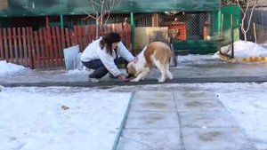 московская сторожевая 5мес цирковая