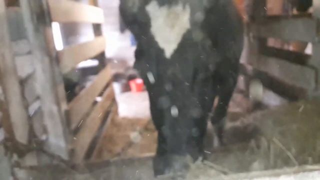 Новости в нашем хозяйстве!Поставили новую входную дверь! смотреть онлайн