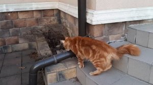 Жизнь рыжего кота Мейн-куна