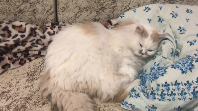 Кот спит как человек, на подушке и под одеялом смотреть онлайн