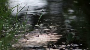 Ольга Фокина - Ветер Северный (кавер на гитаре)