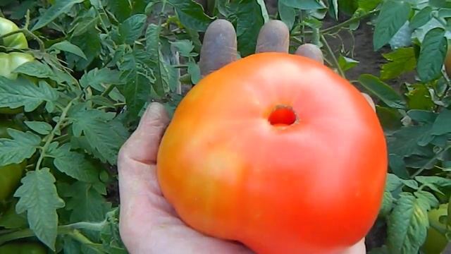 Томат Дружба. смотреть онлайн