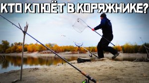 Это ОГРОМНАЯ рыбина!? СРАЗУ клюёт в ГОРОДСКИХ КОРЯГАХ! Рыбалка 2022