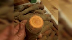 Хранение свеклы и моркови