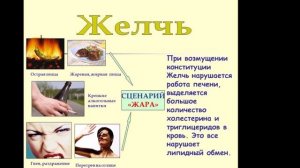 Тибетская медицина о питании для людей разных типов доши ветер, желчь, слизь. Сова Ригпа.