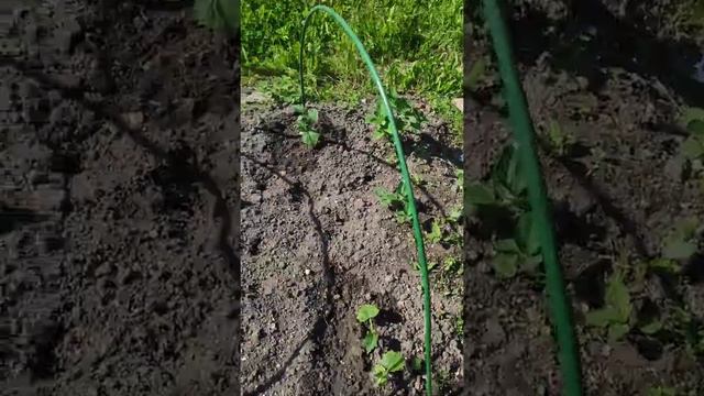 Пионы, цветут 20.06.21 смотреть онлайн