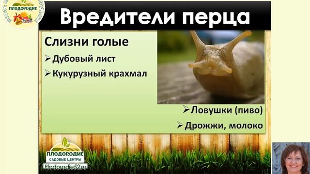 Перцы Защита от болезней и вредителей КРАТКО, но ЁМКО!