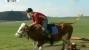 Верхом на корове