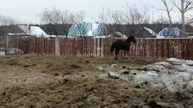 Продажа лошадей 89505612537 смотреть онлайн