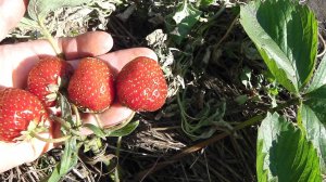 КЛУБНИКА  С БЕСПОДОБНО ВКУСНОЙ  ЯГОДОЙ  ТОЛЬКО ЗА ВКУС  УЖЕ  СТОИТ ВЫРАЩИВАТЬ ЭТОТ СОРТ