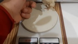 ПЕРЕПЕЛА КАК БИЗНЕС/себестоимость перепелиного яйца