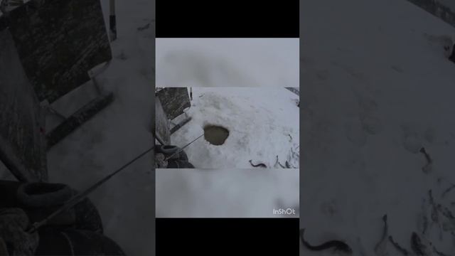 Ловля наваги на блёсны от Mr. Musurok