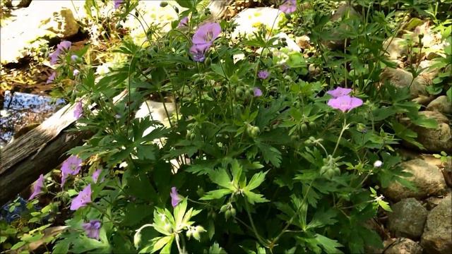 Wild Geranium смотреть онлайн
