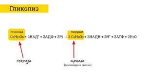 Энергетический обмен, гликолиз