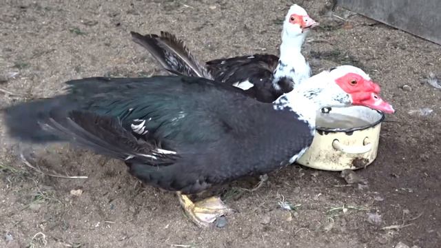 Индоутки смотреть онлайн