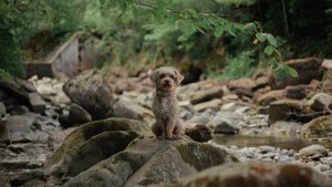 Leica R 60mm / F2.8 Test Footage