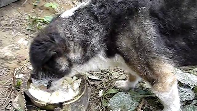 смешное чавканье собаки смотреть онлайн