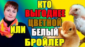 Кто лучше БЕЛЫЙ или Цветной бройлер. Кто выгоднее в содержании.