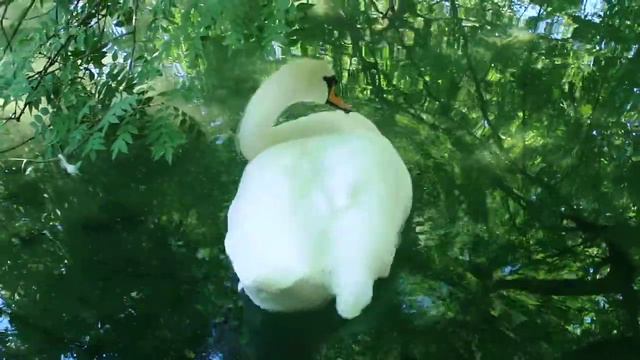 Прекрасный лебедь. смотреть онлайн