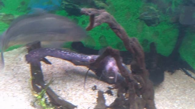 Как сом ел сома. Или: Карп - спасатель ). смотреть онлайн