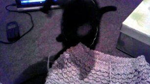 Наш черный котенок по имени Черныш решил поиграть