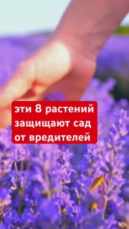 Эти растения ОТПУГИВАЮТ ВРЕДИТЕЛЕЙ (вместо химикатов)