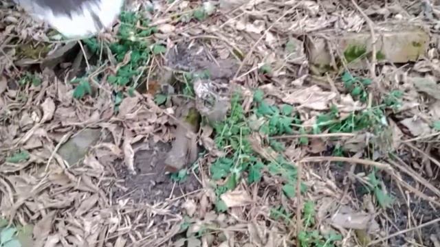 Цена снова падает!Копаем с Сановной по первому снегу! смотреть онлайн