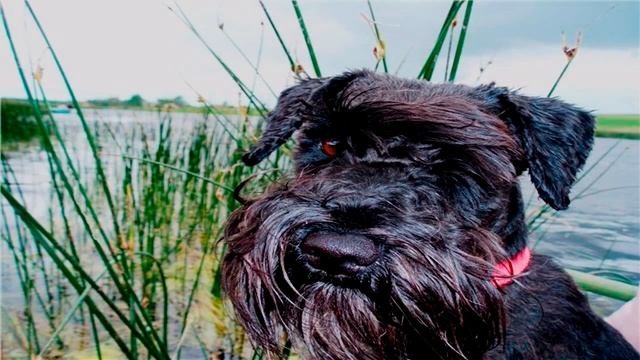 Собаки породы Шнауцер смотреть онлайн