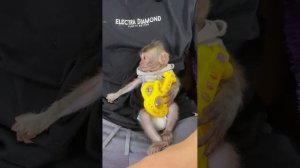 Smart baby Dino Monkey enjoys sunbathing while waiting for dad to water the plants before breakfast