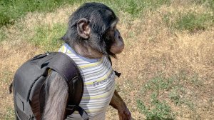 ОТПРАВИЛИ ШИМПАНЗЕ с ВЕЩАМИ на ВЫХОД!)) Обезьяна Боня инспектирует АВТОДОМ